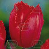 Hectarul - Bulbi de lalea Arma, 5 bulbi